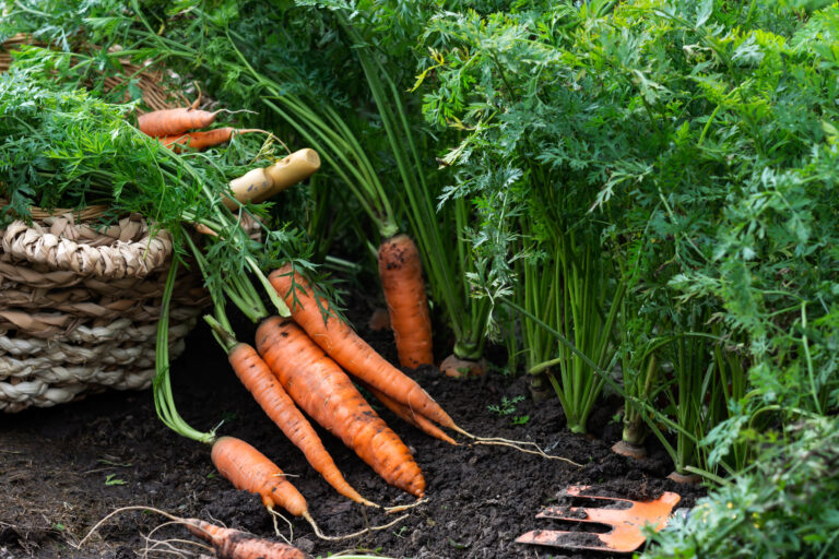 Just uprooted juicy carrots in vegetable bed and in basket, carrots growing in garden, harvest of carrots in farmer’s field, agriculture concept
