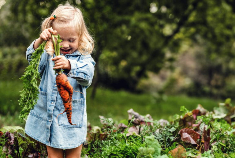Adorable toddler smiling blonde girl holding carrots in domestic garden. Healthy organic vegetables for kids. Garden, vegetable, gardening. Picked Fresh Vegetables Just From The Garden